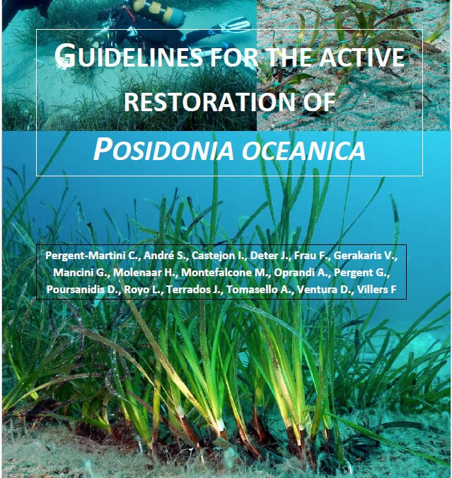 « Guidelines for the active restoration of Posidonia oceanica » vient de sortir !