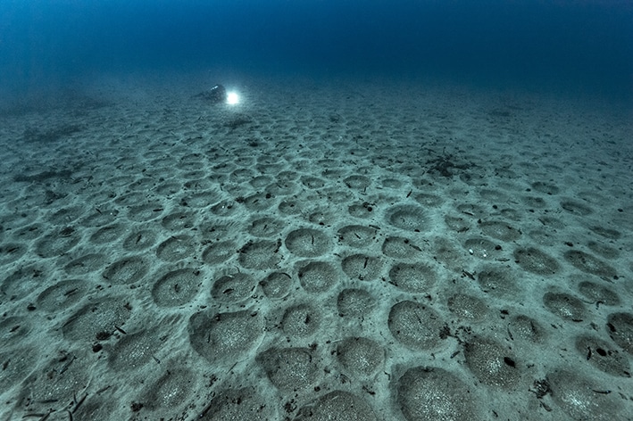 La découverte des nids de picarels publiée : Gigantic breeding colonies of a marine fish in the Mediterranean