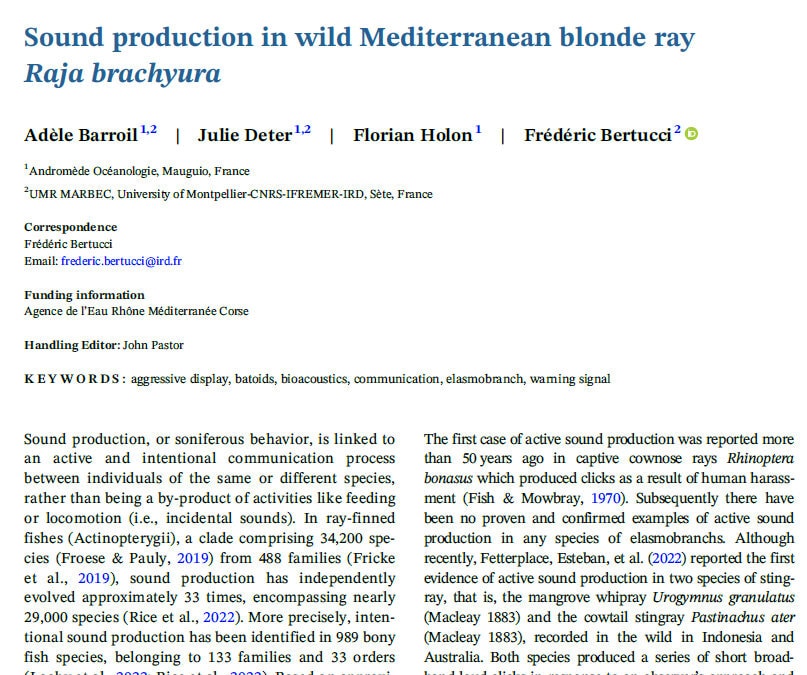 Sound production in wild Mediterranean blonde ray Raja brachyura